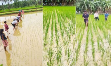 दोगुना उत्पादन और लागत में कमी के चलते किसान अपना रहे श्री पद्धति