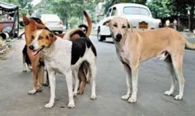 Breaking : आवारा कुत्ते अब शिक्षकों के हवाले, DPI ने जारी किया आदेश, पढ़िए