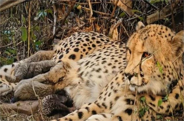 कूनो नेशनल पार्क में गूंजी किलकारी, ‘मुखी’ ने 5 शावकों को दिया जन्म; बढ़ा चीतों का कुनबा