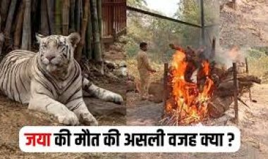 CG – मैत्रीबाग में कम हुआ सफेद बाघों का कुनबा, 10 वर्षीय बाघिन जया की मौत, जानें किस वजह से गई जान..!!