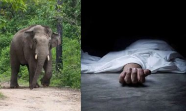 CG : छत्तीसगढ़ में जंगली हाथी का कहर, महिला को कुचलकर उतारा मौत के घाट