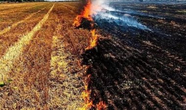 जिंदा जली महिला, चारा लाने खेत गई थी, तभी बेहोश होकर गिरी, पराली की आग में जलकर हो गई मौत..