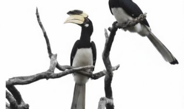 दुर्लभ हॉर्नबिल संरक्षण की विशेष पहल :उदंती-सीतानदी में विकसित हो रहे प्राकृतिक उद्यान