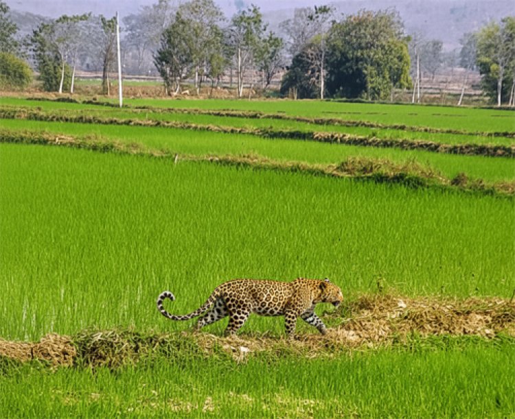 मां से बिछड़कर खेत में पहुंचा चार माह का तेंदुए का शावक, ग्रामीणों के सहयोग से वन विभाग ने किया सुरक्षित रेस्क्यू