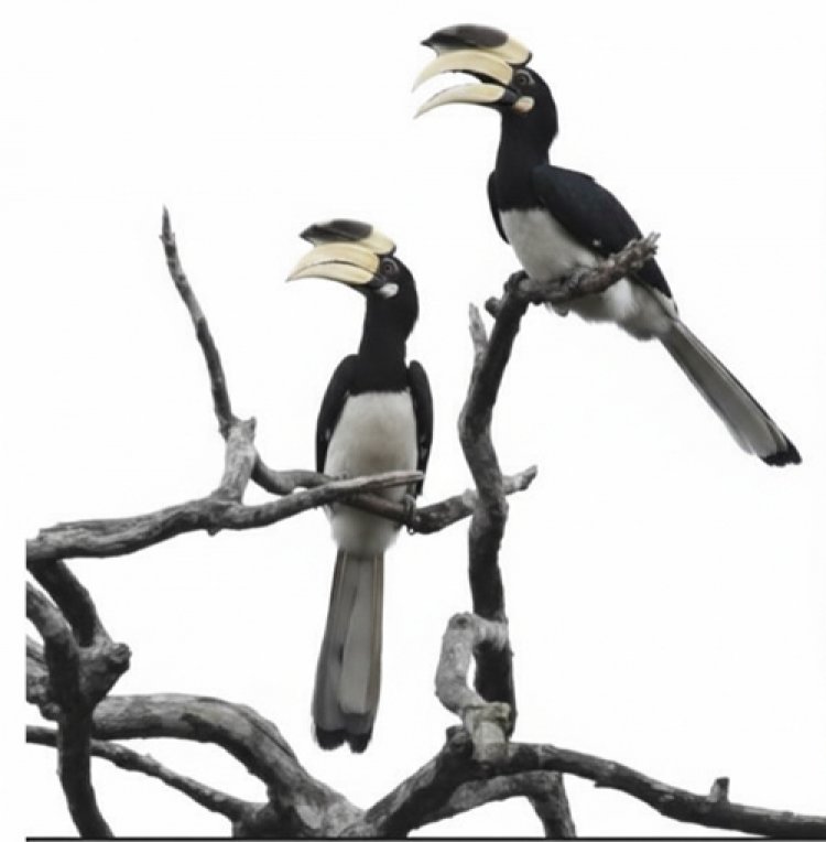 दुर्लभ हॉर्नबिल संरक्षण की विशेष पहल :उदंती-सीतानदी में विकसित हो रहे प्राकृतिक उद्यान