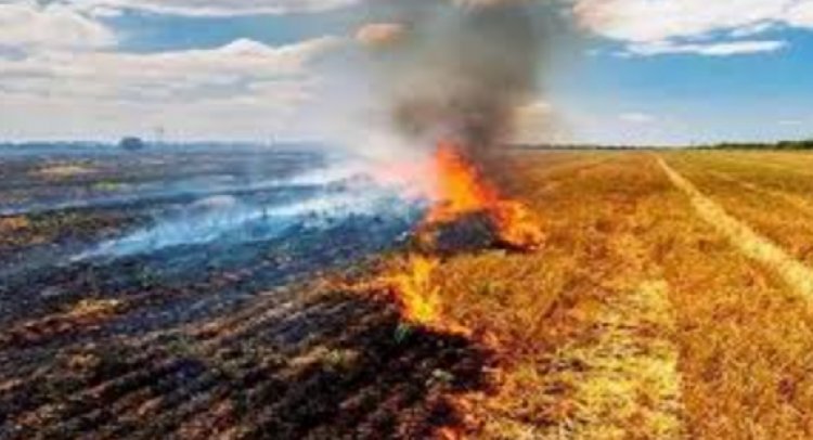 चुपके से अपने खेतों में पराली जलाने के मामले में धमतरी के 50 किसानों पर प्रकरण दर्ज