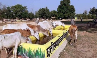 सीएम विष्णु देव साय आज करेंगे “गौधाम योजना” का शुभारंभ, घुमंतू और निराश्रित गौवंश को मिलेगा संरक्षण