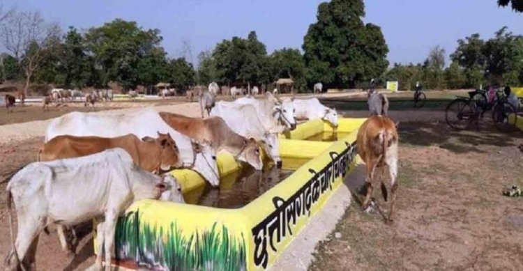 सीएम विष्णु देव साय आज करेंगे “गौधाम योजना” का शुभारंभ, घुमंतू और निराश्रित गौवंश को मिलेगा संरक्षण