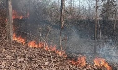 KORBA FOREST NURSERY FIRE : बर्ड नर्सरी में भीषण आग