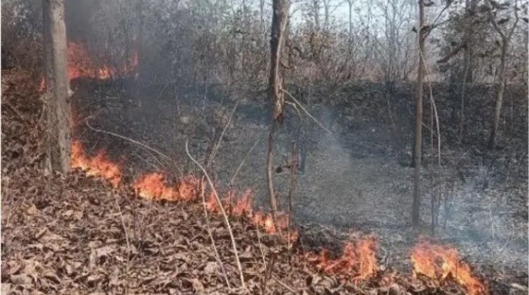 KORBA FOREST NURSERY FIRE : बर्ड नर्सरी में भीषण आग
