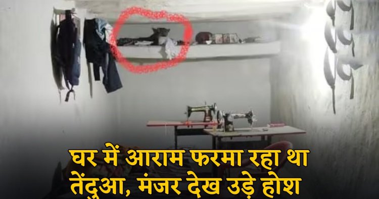 CG : घर में आराम फरमा रहा था तेंदुआ, मंजर देख उड़े होश, जान बचाकर भागे ग्रामीण