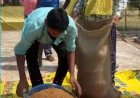 ​धमतरी का गौरव: ‘विश्व की सबसे बड़ी अनाज भंडारण योजना’ में बनाया कीर्तिमान