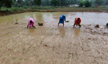 खरीफ 2026: अल्प एवं अनियमित वर्षा से निपटने कृषि विभाग ने जारी की आकस्मिक कार्ययोजना