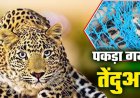 Breaking: गरियाबंद में पिंजरे में कैद हुआ तेंदुआ, महीनों से फैली दहशत का हुआ अंत