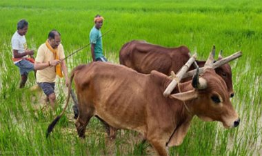अपनी माटी और खेती-किसानी से मुख्यमंत्री साय का आत्मीय जुड़ाव, गृहग्राम बगिया में सुबह-सुबह खेत पहुंचे, बैलों के साथ हल चलाकर की बियासी