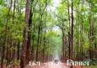 वन विभाग में 10 वर्ष से अधिक पदस्थ 966 तृतीय और 2,664 चतुर्थ श्रेणी के कर्मी होंगे नियमित