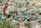 लेमन ग्रास की खुशबू से महक रही आत्मनिर्भरता, जीपीएम की महिलाएं बढ़ रहीं ‘लखपति दीदी’ बनने की राह पर