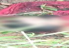 CG : दो दिन से लापता शख्स का खेत में मिला कटा हुआ सिर, इलाके में मचा हड़कंप