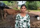 डेयरी व्यवसाय से संध्या बनीं आत्मनिर्भर, दूध की बिक्री से हर महीने हो रही 15 हजार रुपये की बचत