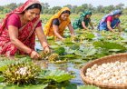 29 एकड़ में मखाना तैयार, समूह की महिलाएं जल्द करेंगी हार्वेस्टिंग