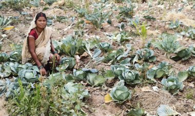 लेमन ग्रास की खुशबू से महक रही आत्मनिर्भरता, जीपीएम की महिलाएं बढ़ रहीं ‘लखपति दीदी’ बनने की राह पर