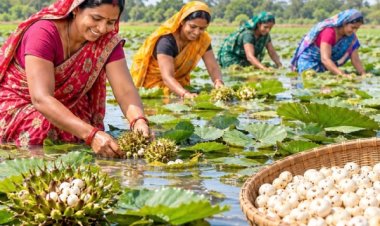 29 एकड़ में मखाना तैयार, समूह की महिलाएं जल्द करेंगी हार्वेस्टिंग