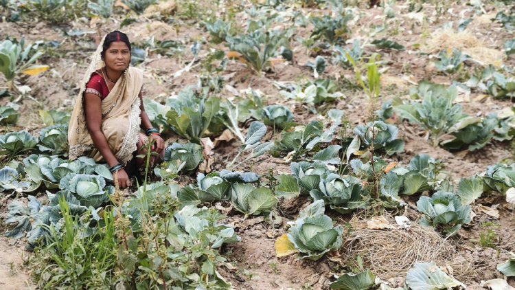 लेमन ग्रास की खुशबू से महक रही आत्मनिर्भरता, जीपीएम की महिलाएं बढ़ रहीं ‘लखपति दीदी’ बनने की राह पर