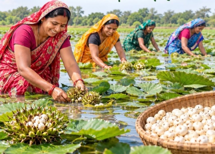 29 एकड़ में मखाना तैयार, समूह की महिलाएं जल्द करेंगी हार्वेस्टिंग